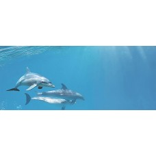 Плитка декор Cerrol Porto Dolphins голубой глянцевая глазурованная 60x25